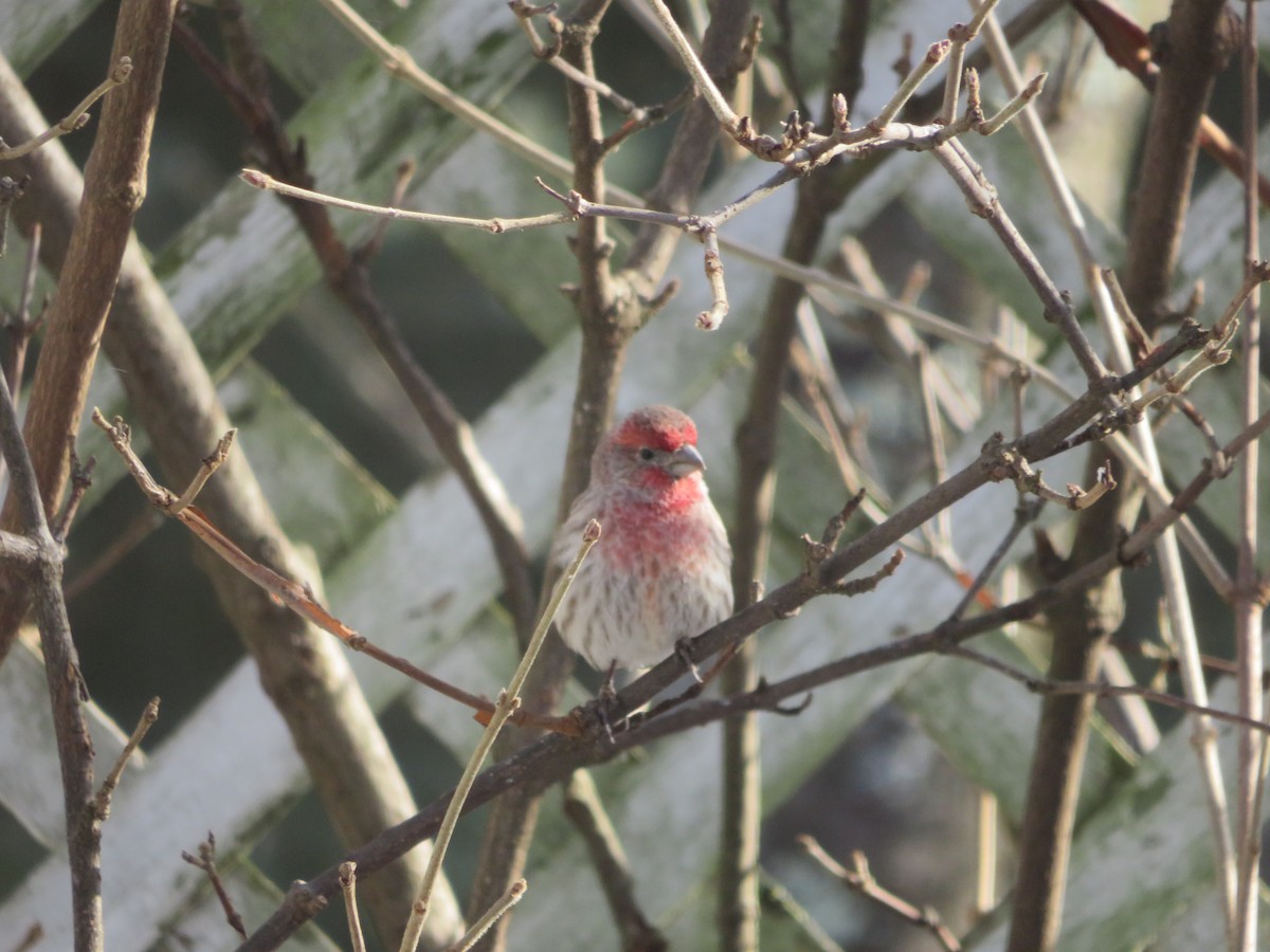 Чечевиця садова - ML646815947