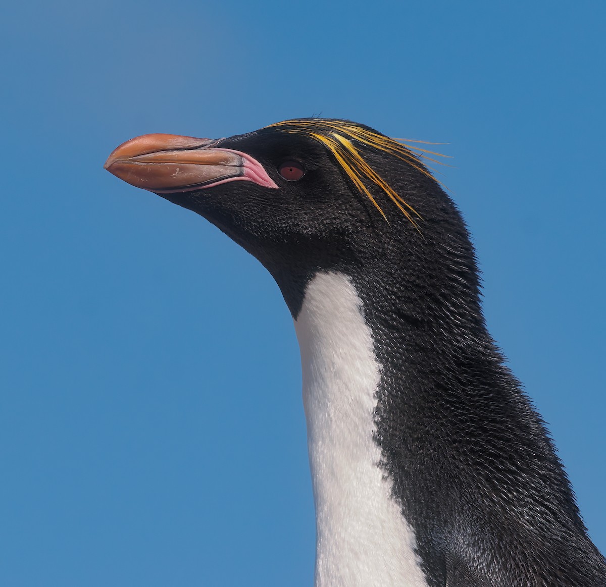 Macaroni Penguin - ML646815953