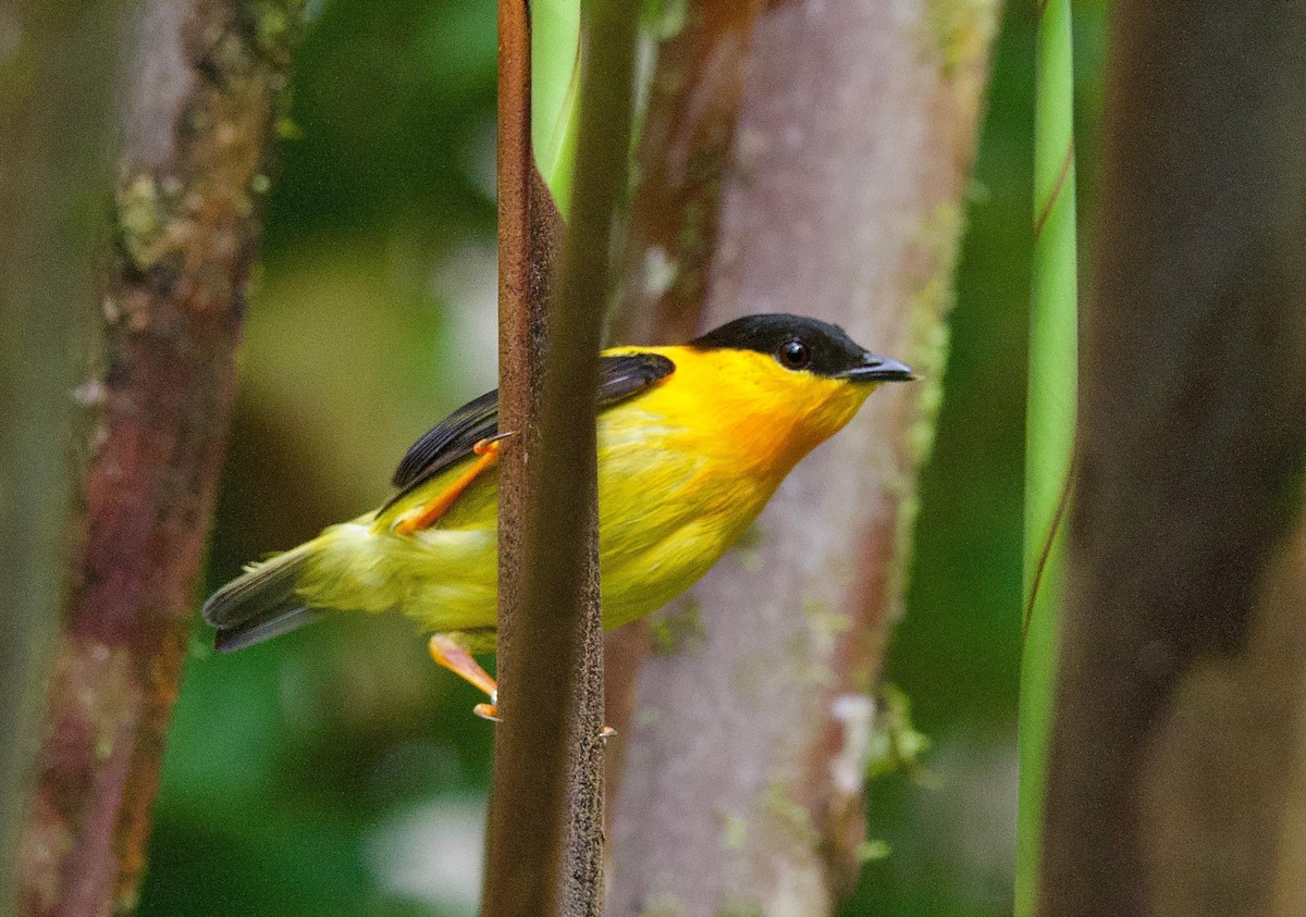 Saltarín Cuellinaranja - ML646815956