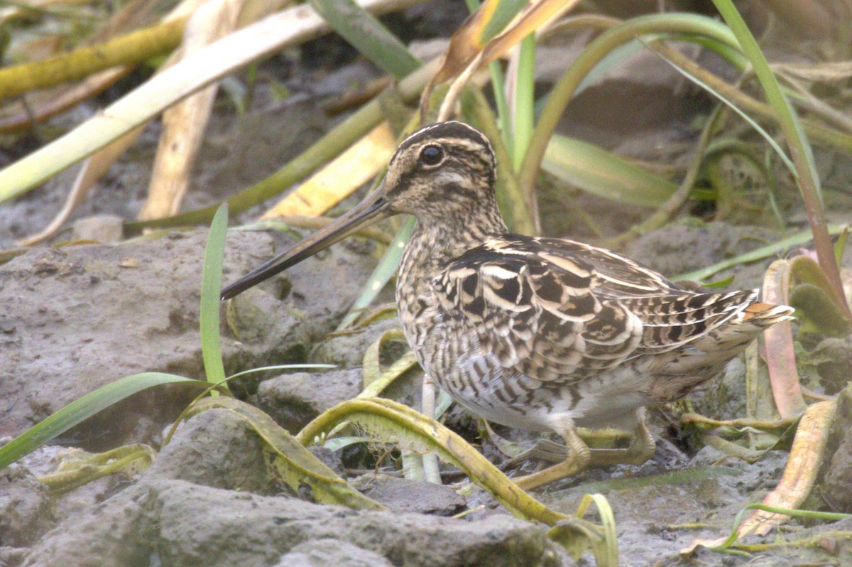 Latham's Snipe - ML646815957