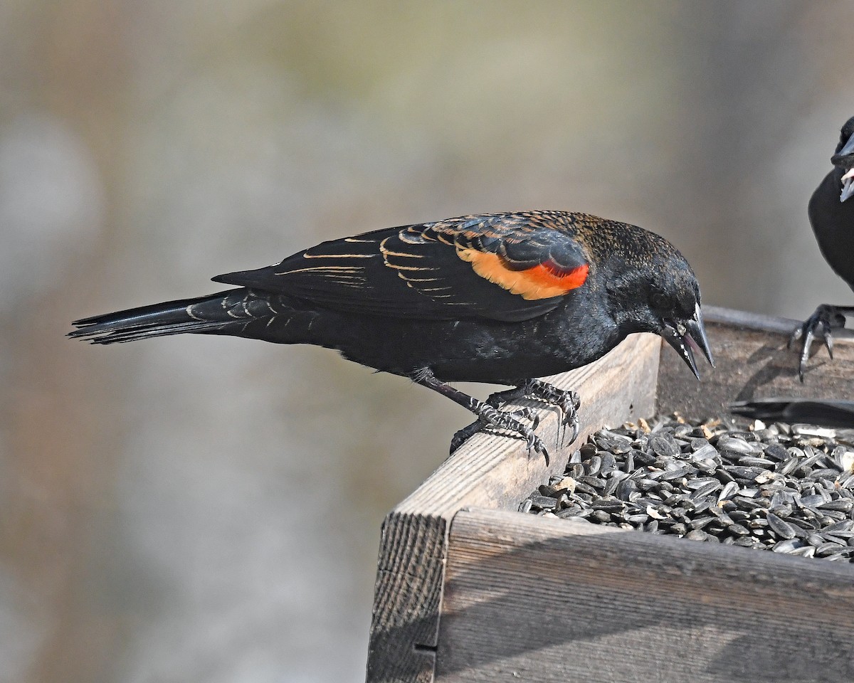 vlhovec červenokřídlý [skupina phoeniceus] - ML646815958