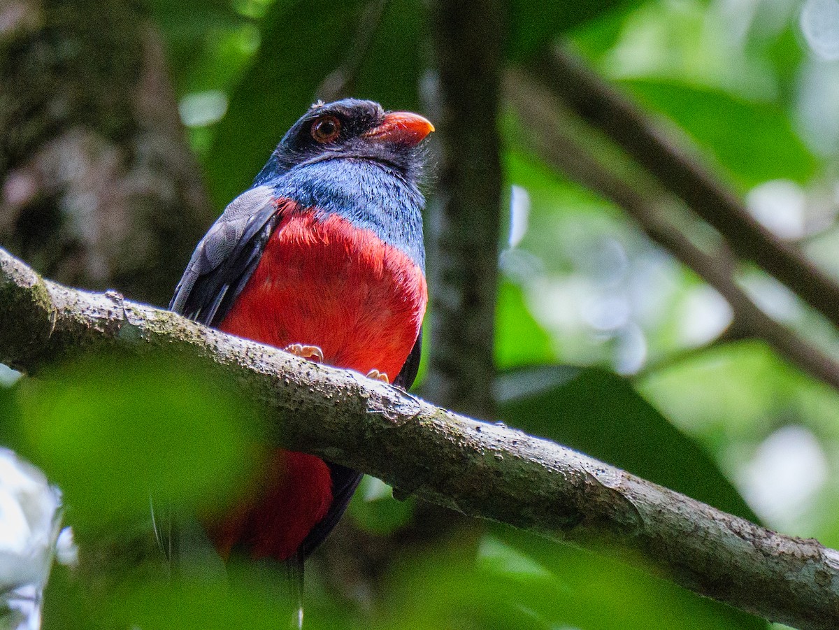 oransjenebbtrogon - ML646815959