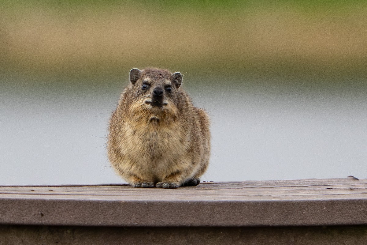 Animals - ML646815960