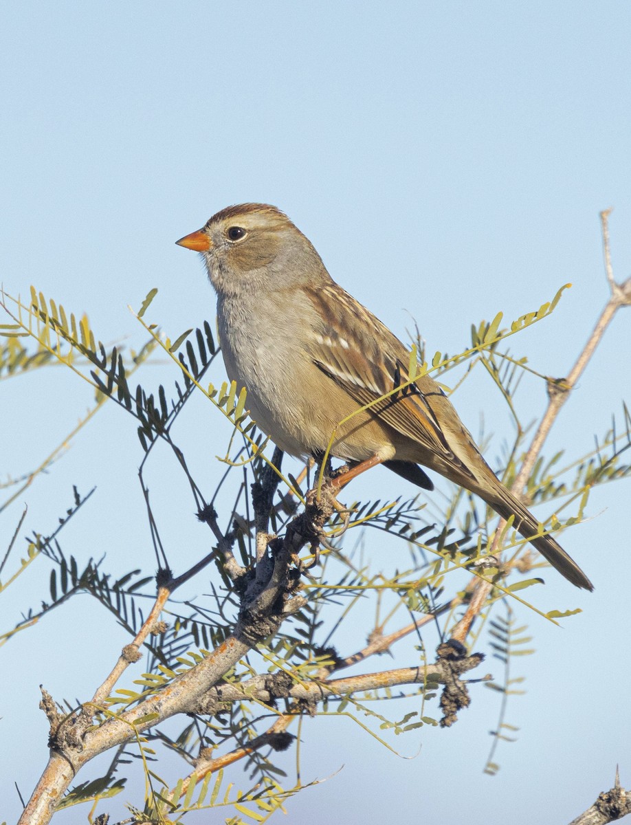 Porsuk Serçesi - ML646815961