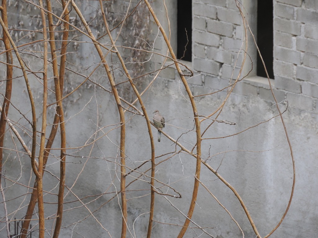 Inca Dove - ML646815964