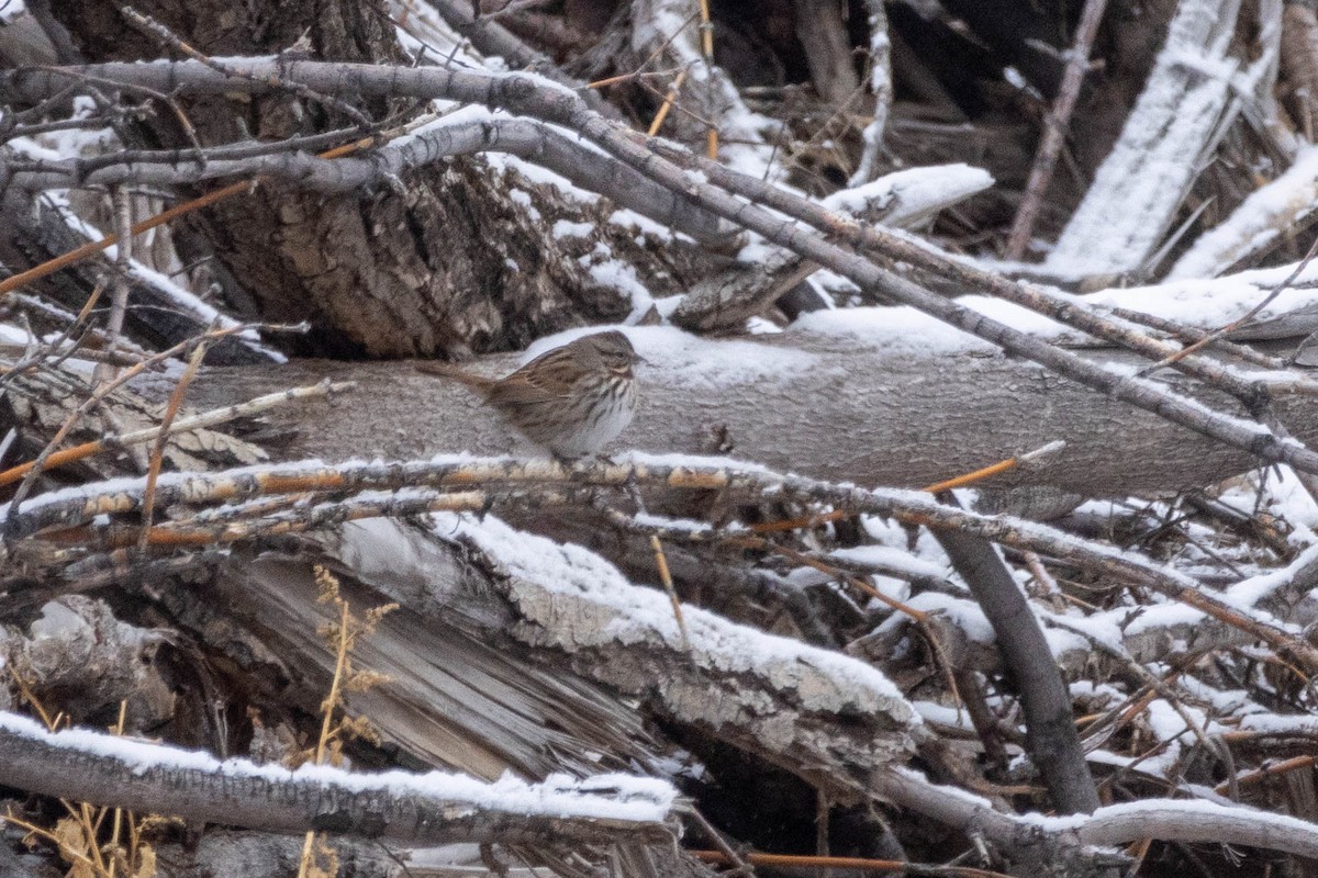 Song Sparrow - ML646815969
