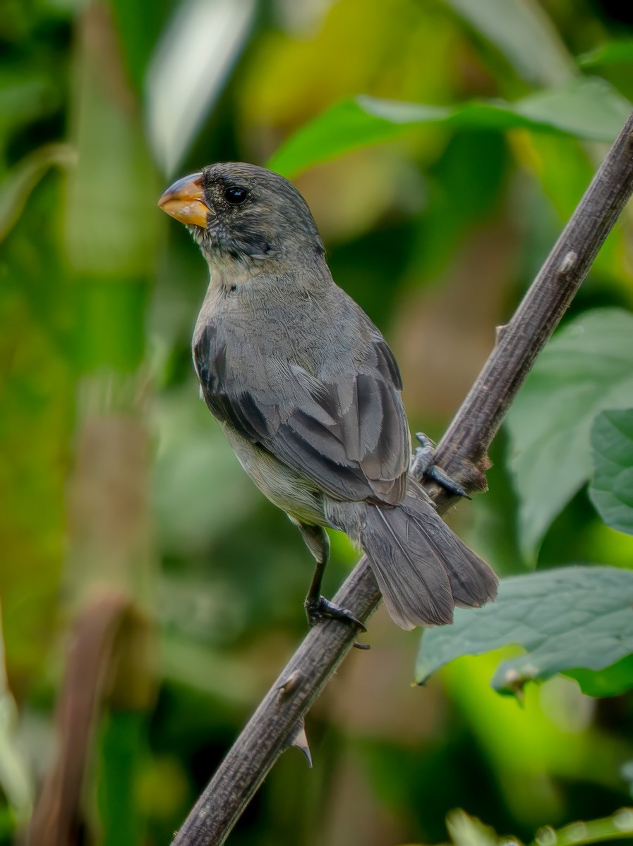 Ortanca Tohumcul - ML646815972