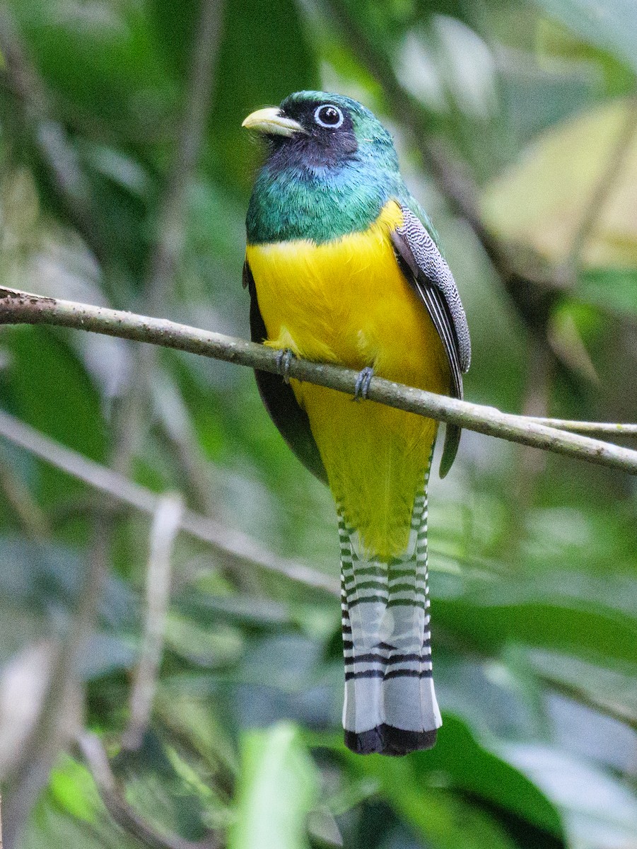 nordedeltrogon - ML646815974