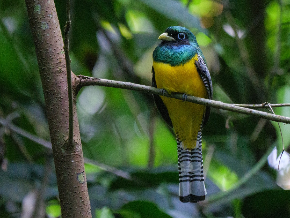 nordedeltrogon - ML646815975