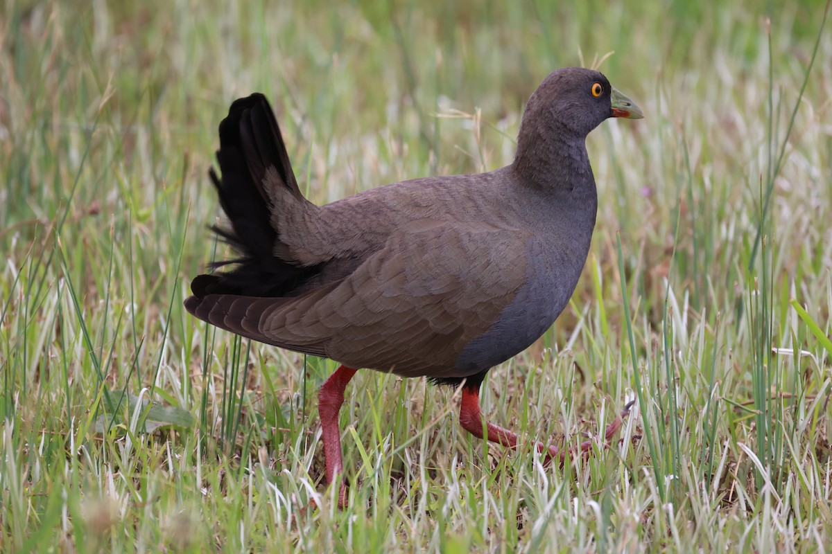 Black-tailed Nativehen - ML646815985