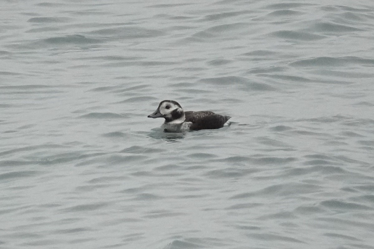 Морянка - ML646815986