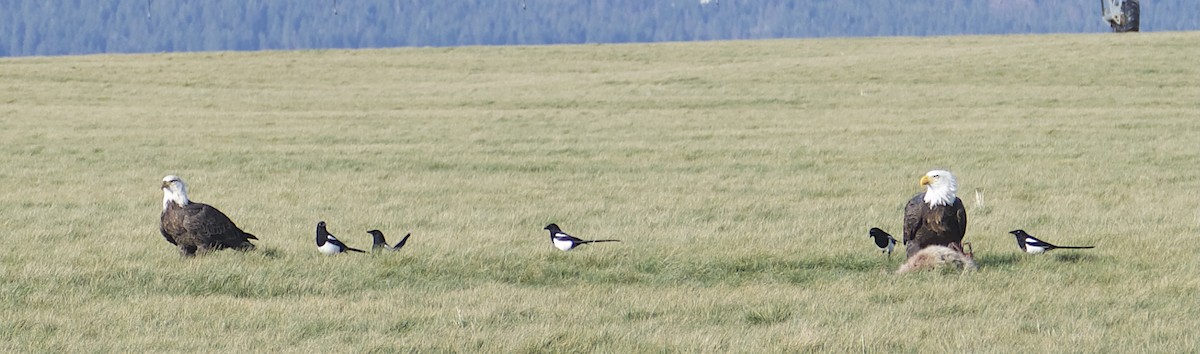 ハクトウワシ - ML646815987