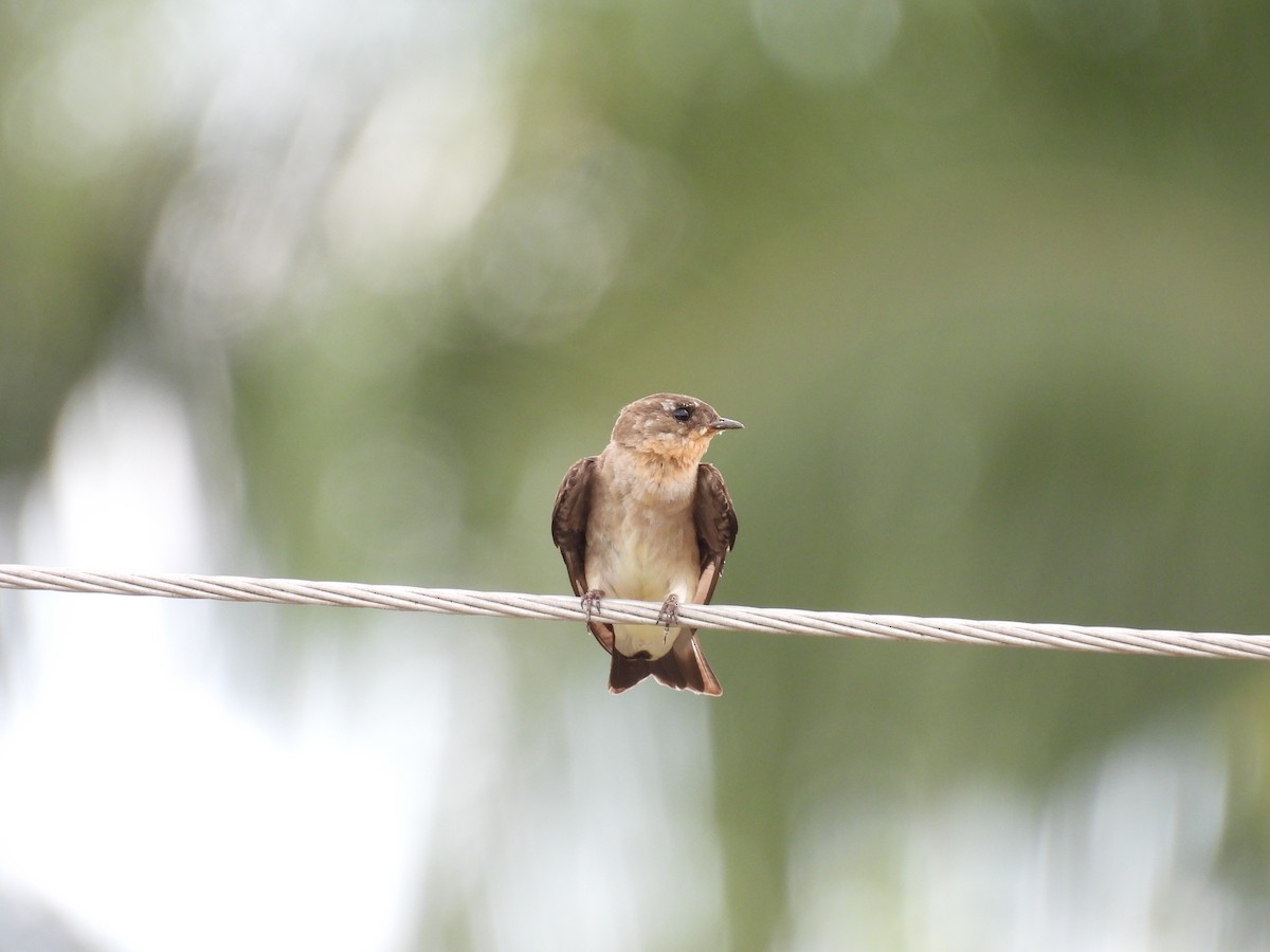 Zimtkehlschwalbe - ML646815989