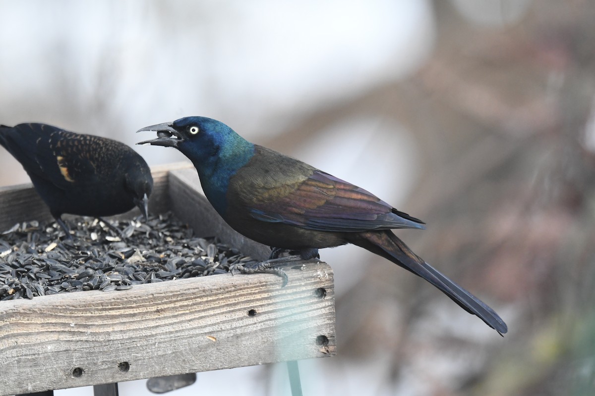 vlhovec lesklý (ssp. versicolor) - ML646815990