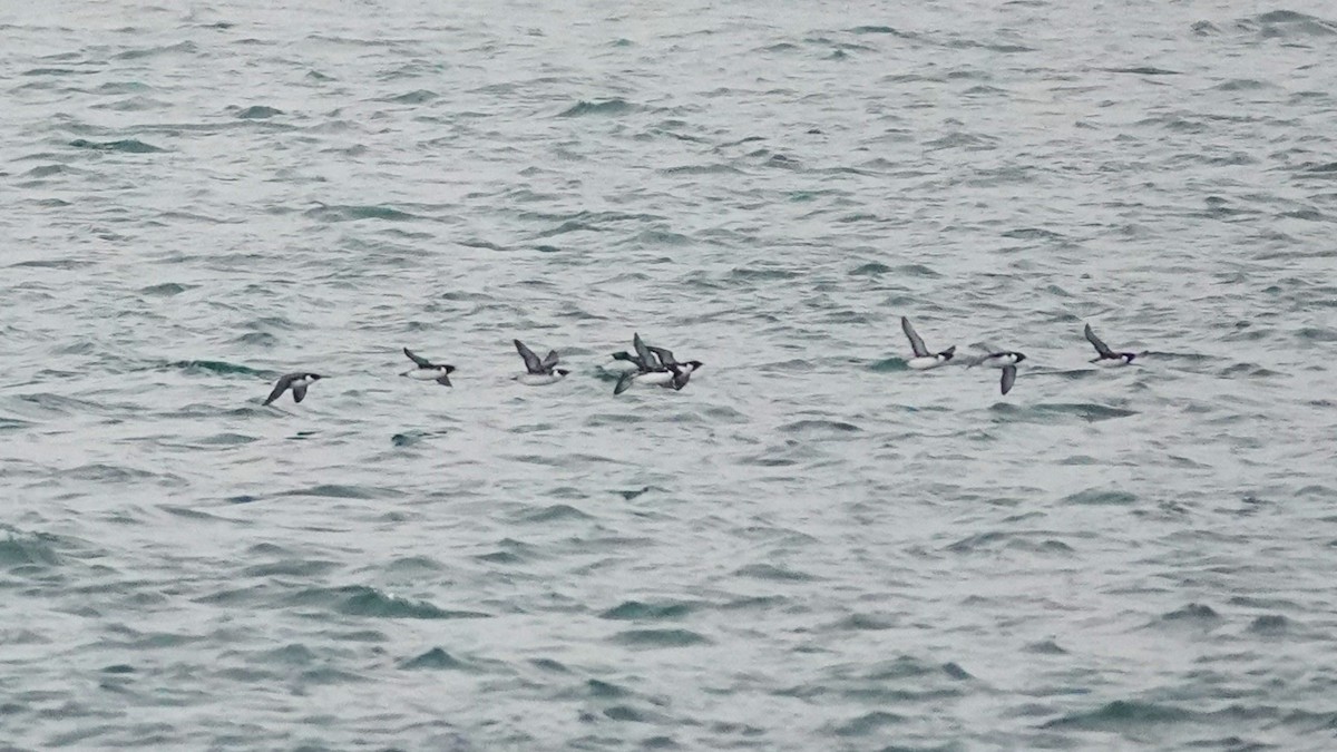 Моржик чорногорлий - ML646815991