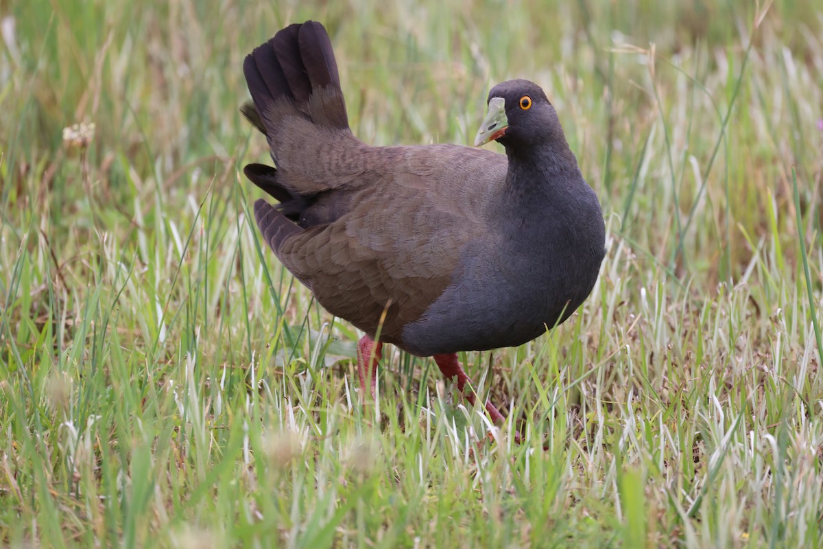 Black-tailed Nativehen - ML646815994