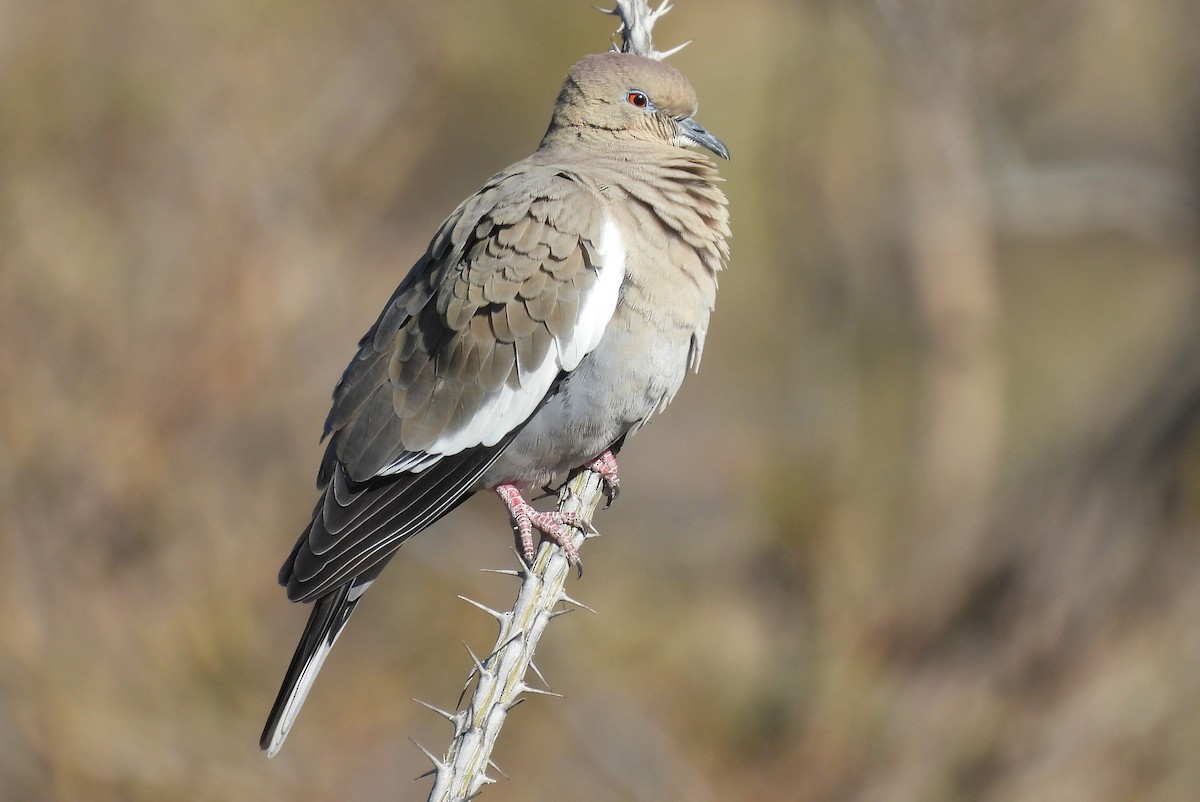 White-winged Dove - ML646815995