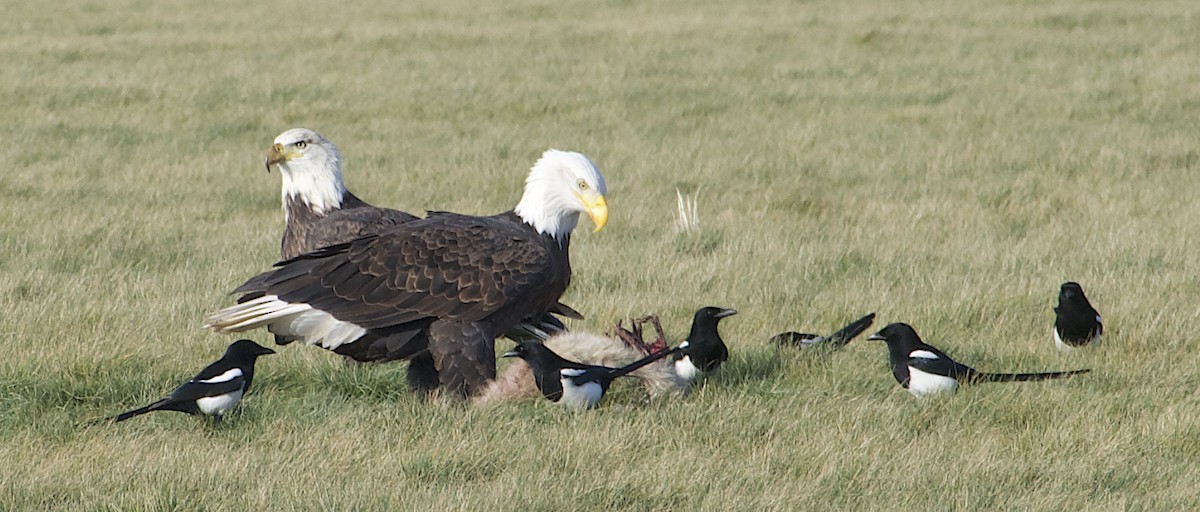 ハクトウワシ - ML646815997