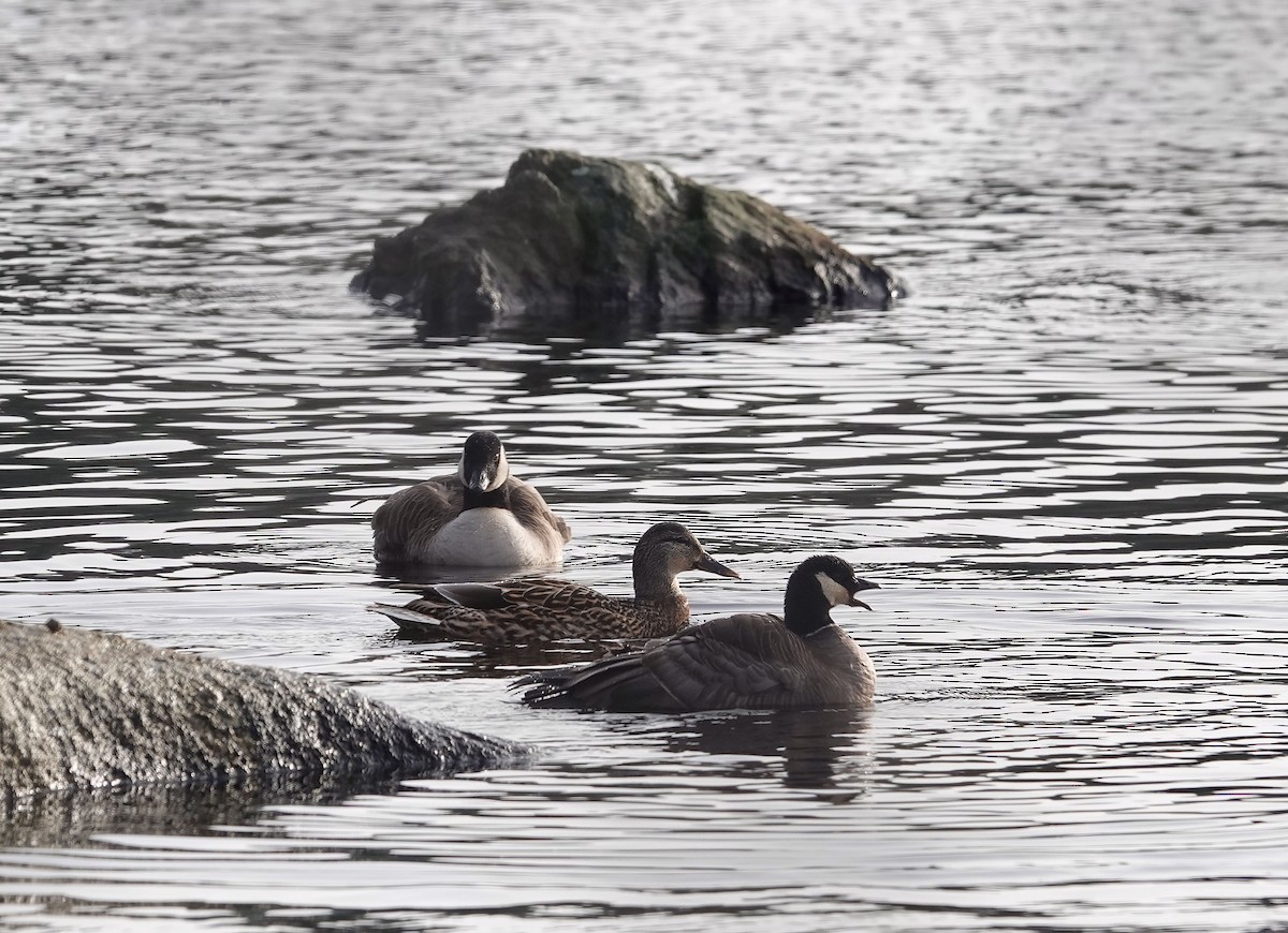 Харлаг галуу - ML646815999