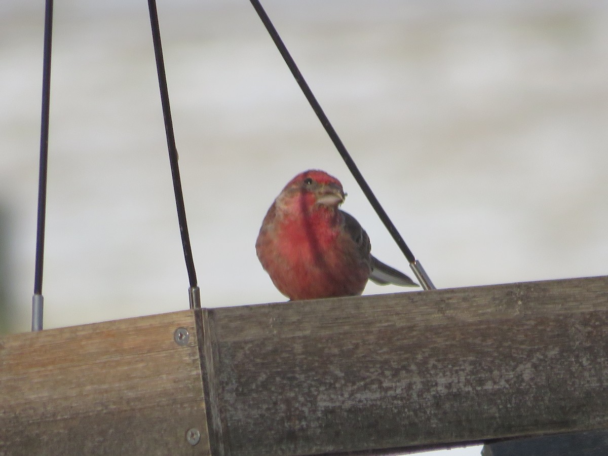 Чечевиця садова - ML646816008