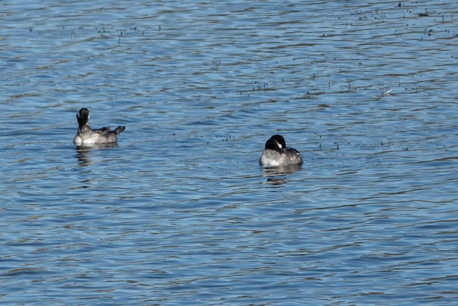 Bufflehead - ML646816010