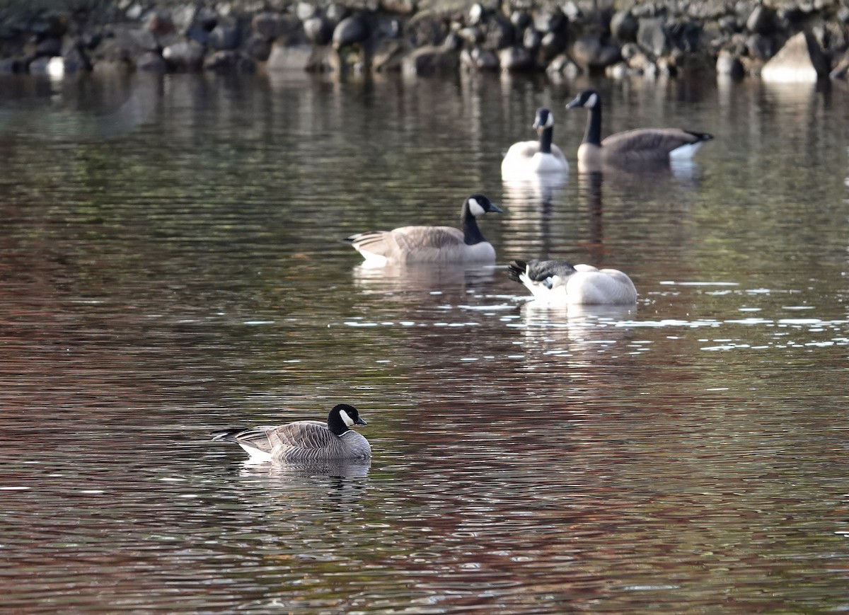 Харлаг галуу - ML646816011