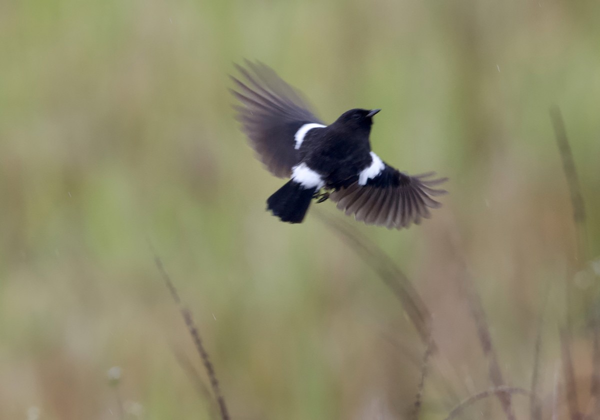 白斑黑石䳭 - ML646816012