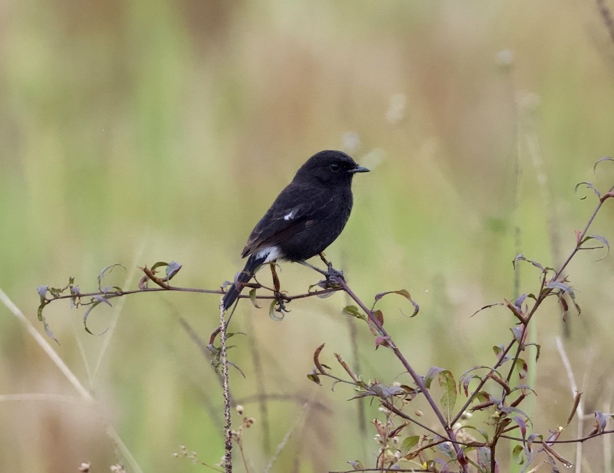 白斑黑石䳭 - ML646816013