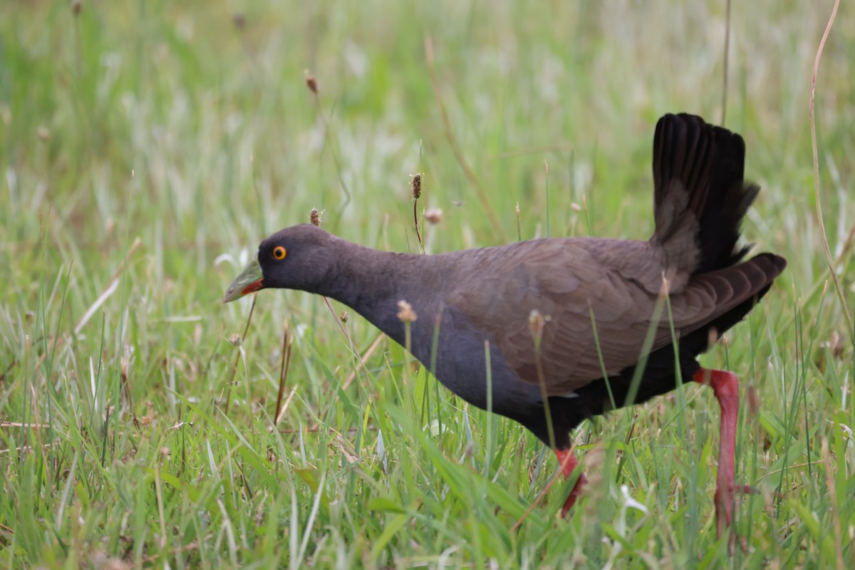 Black-tailed Nativehen - ML646816016