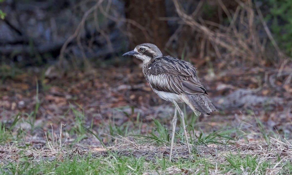 Bush Thick-knee - ML646816017