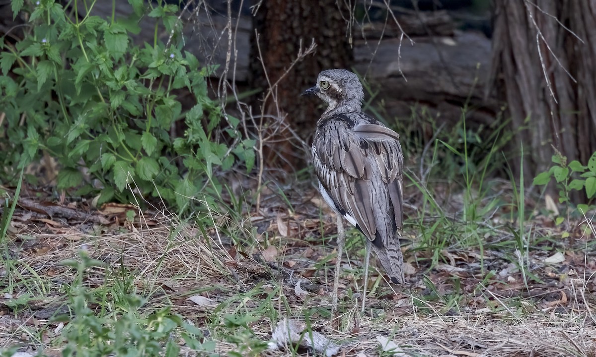 Bush Thick-knee - ML646816018