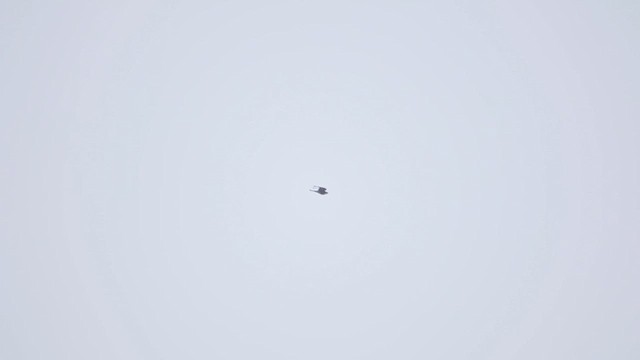 Сапсан - ML646816021