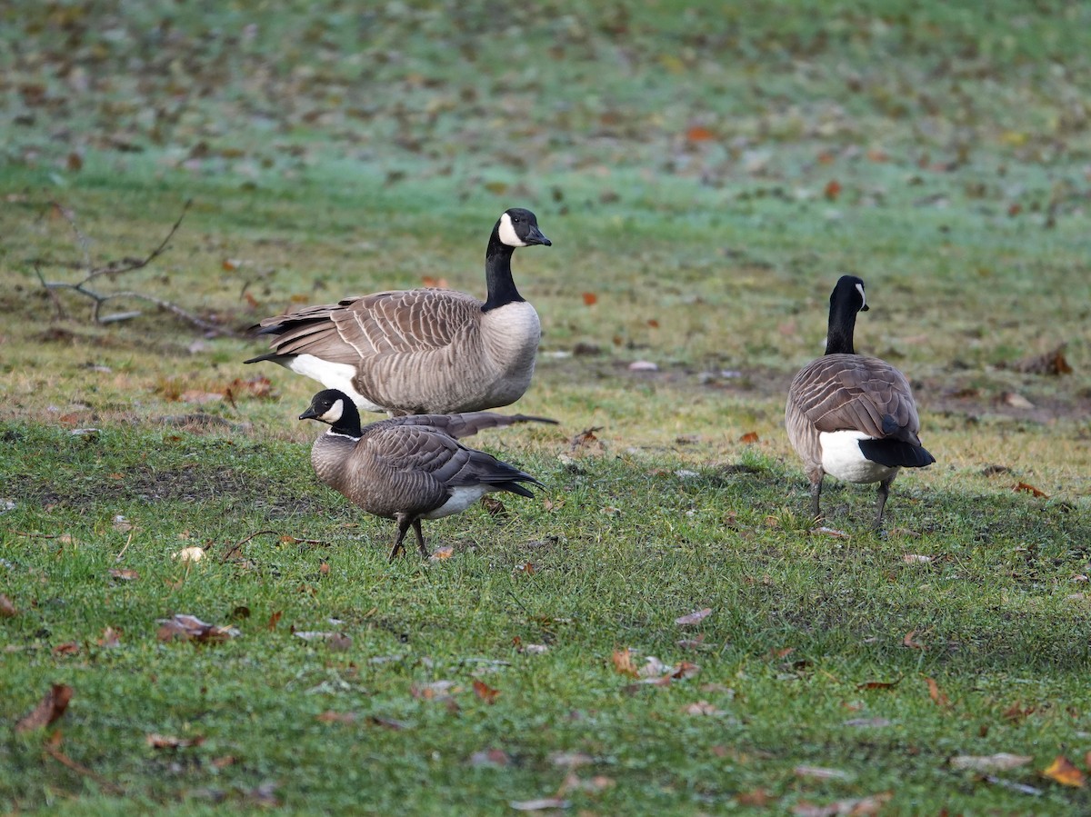 Харлаг галуу - ML646816022