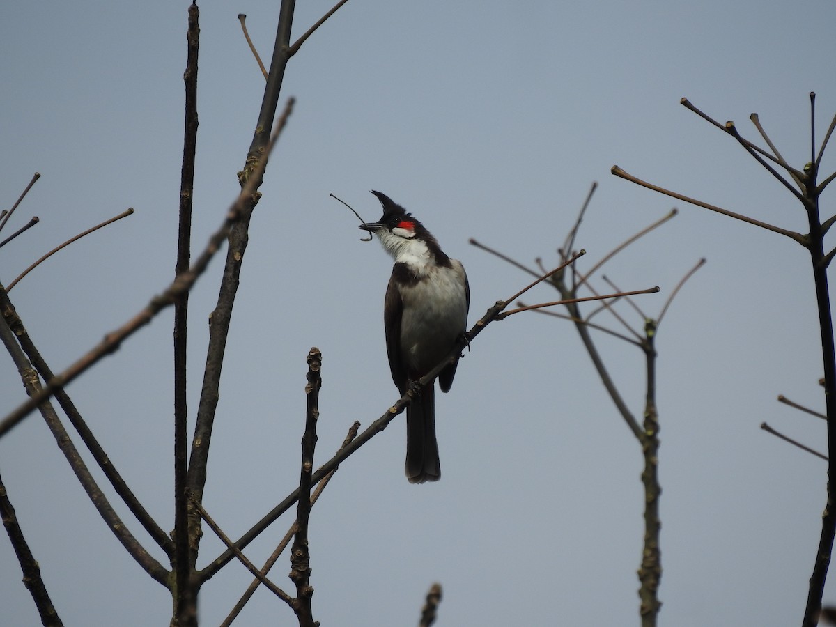 bulbul červenouchý - ML646816024