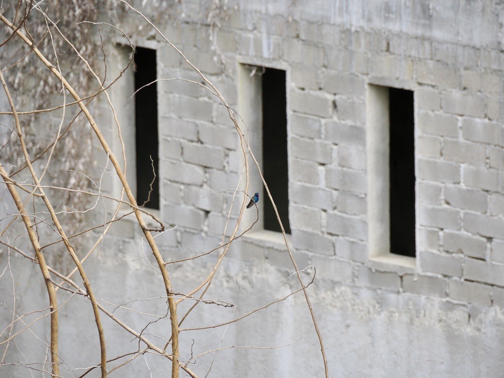 Turquoise-crowned Hummingbird - ML646816025