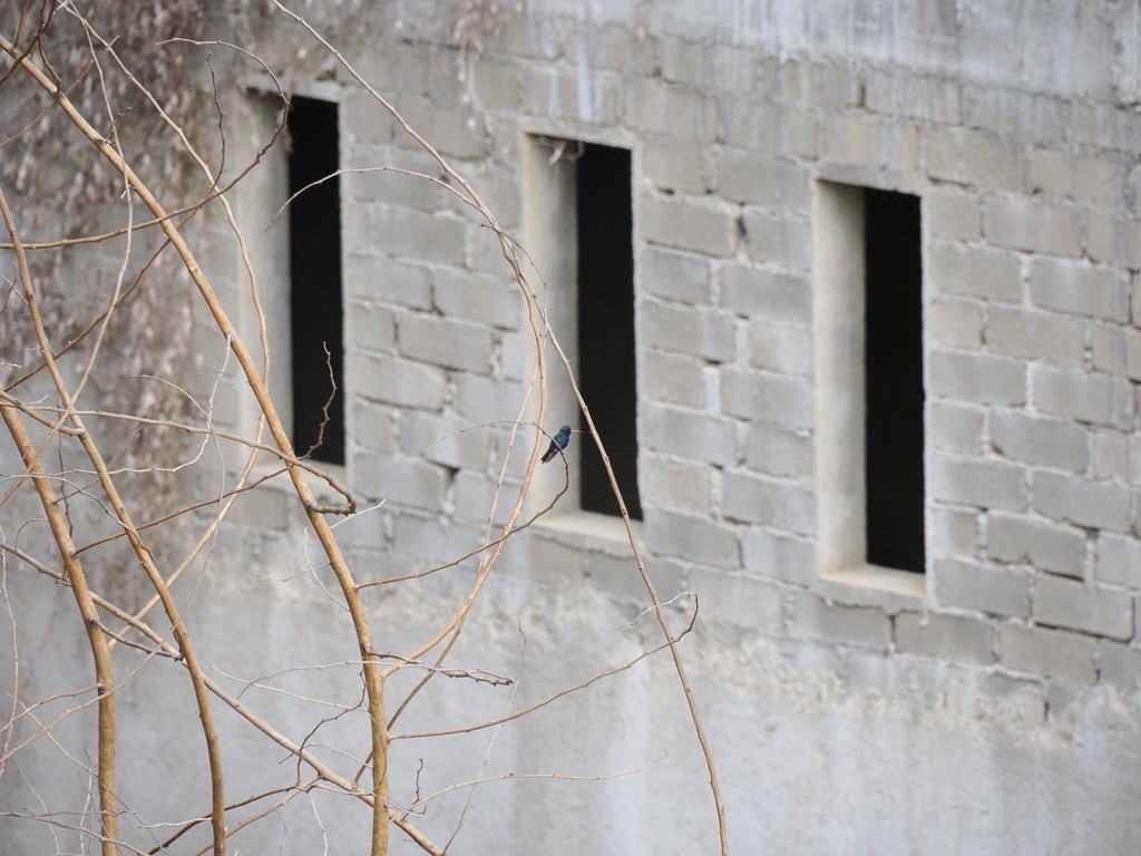 Turquoise-crowned Hummingbird - ML646816026