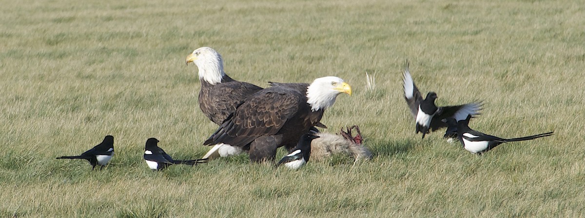 ハクトウワシ - ML646816027