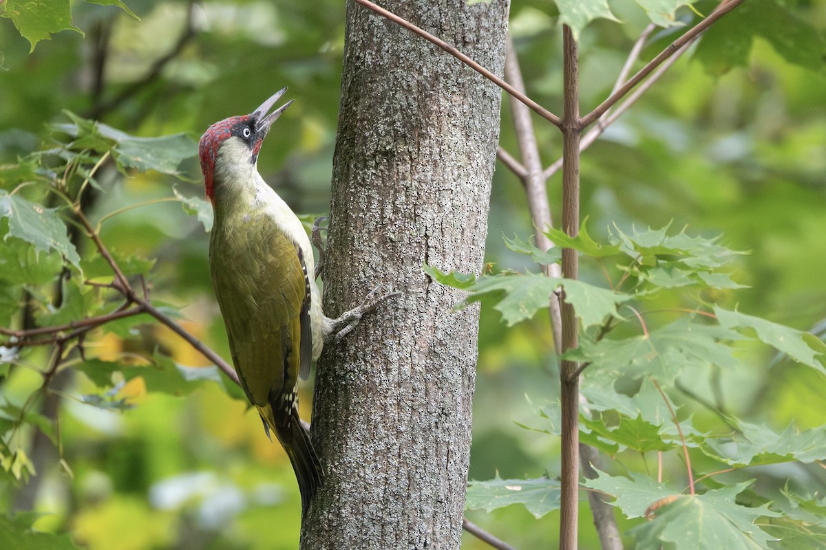 Eurasian Green Woodpecker - ML646816028