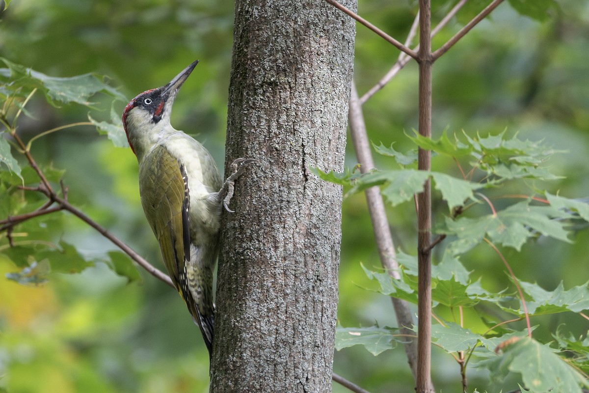 נקר ירוק - ML646816030