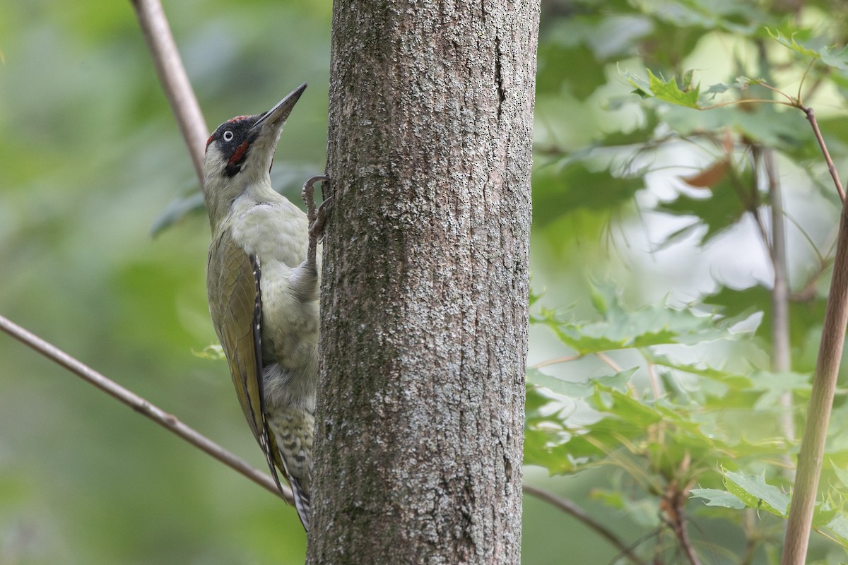 Eurasian Green Woodpecker - ML646816031
