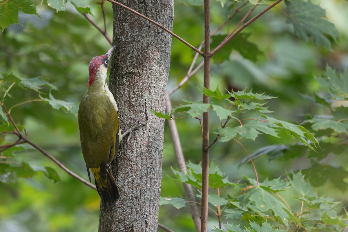 Eurasian Green Woodpecker - ML646816032