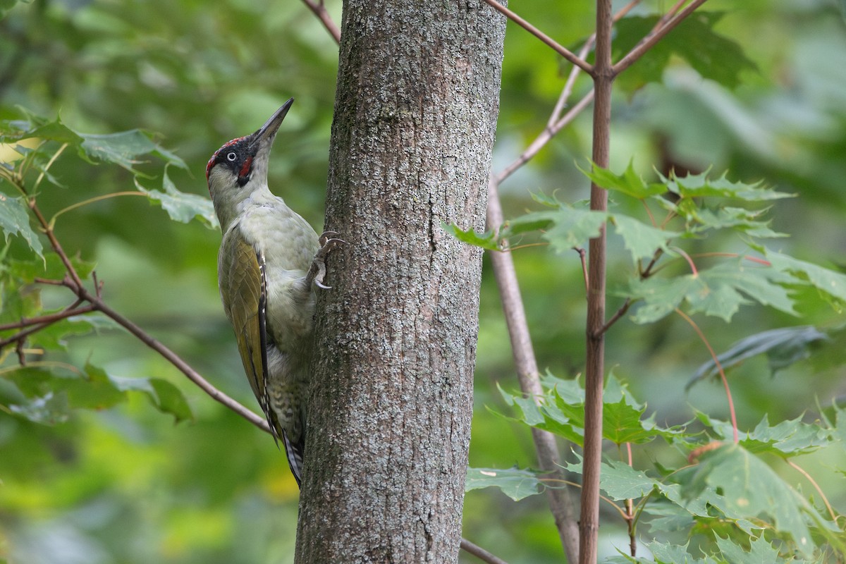 Eurasian Green Woodpecker - ML646816033