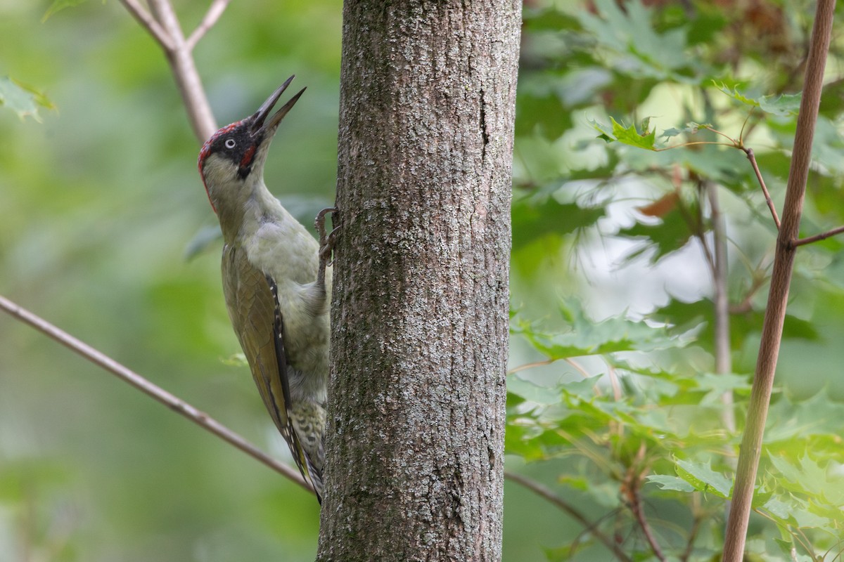 Eurasian Green Woodpecker - ML646816036