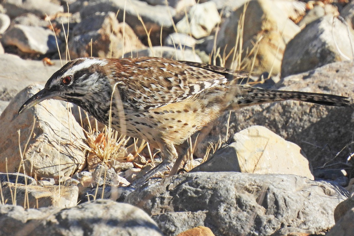 Cactus Wren - ML646816037