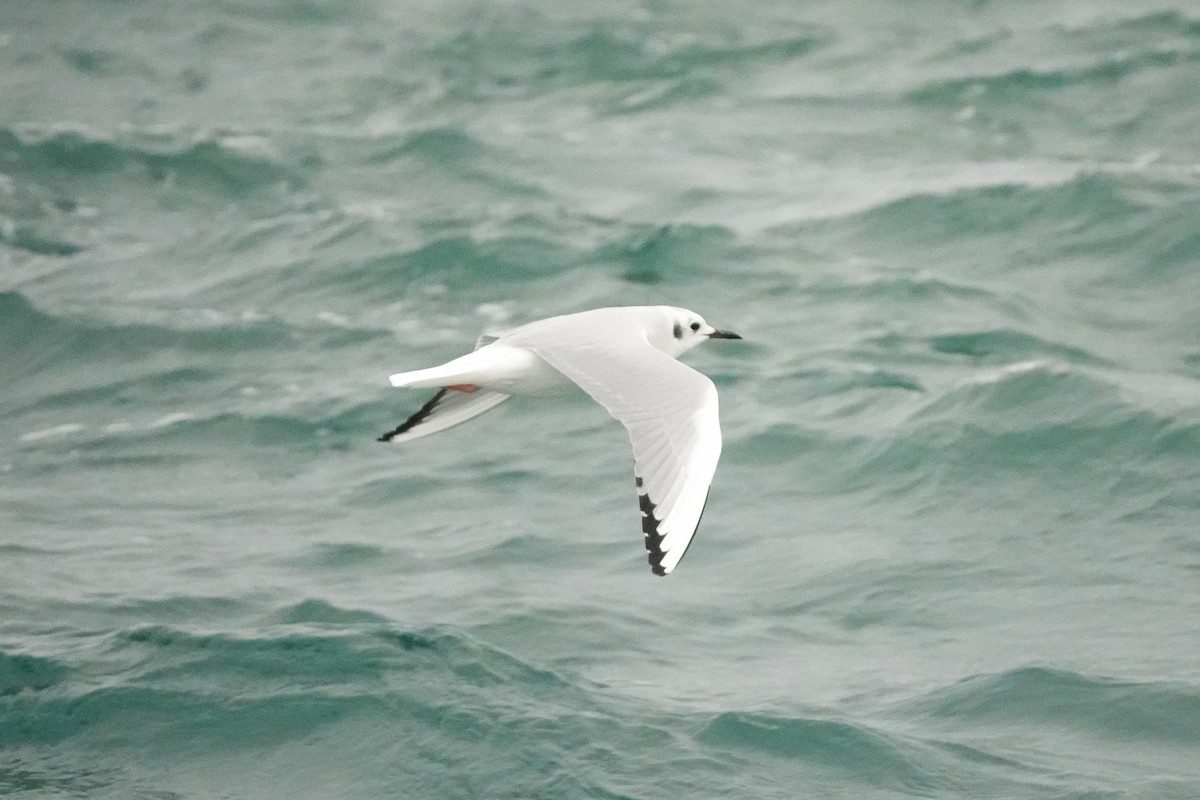 Мартин канадський - ML646816039