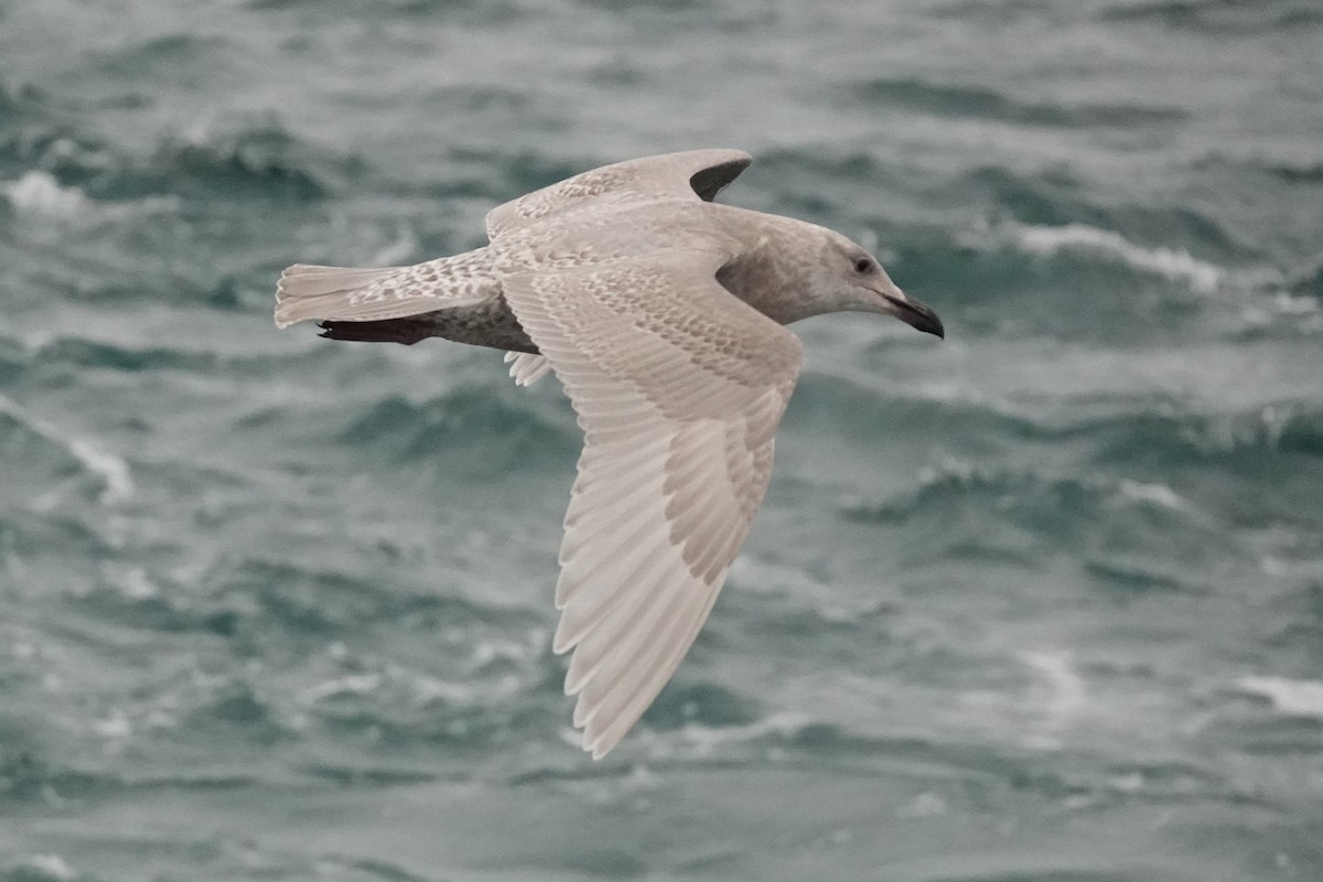 Мартин берингійський - ML646816044