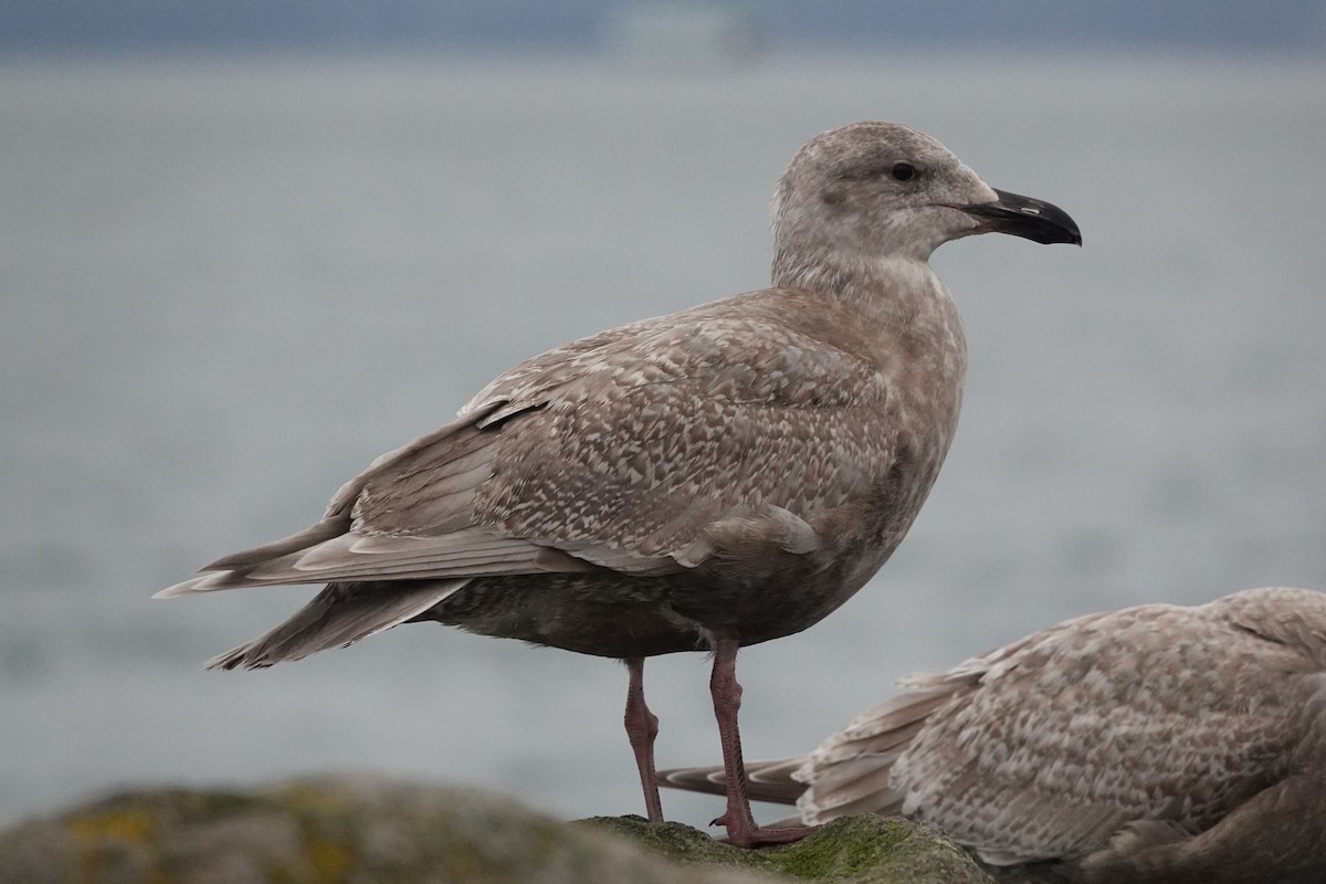 Мартин берингійський - ML646816045