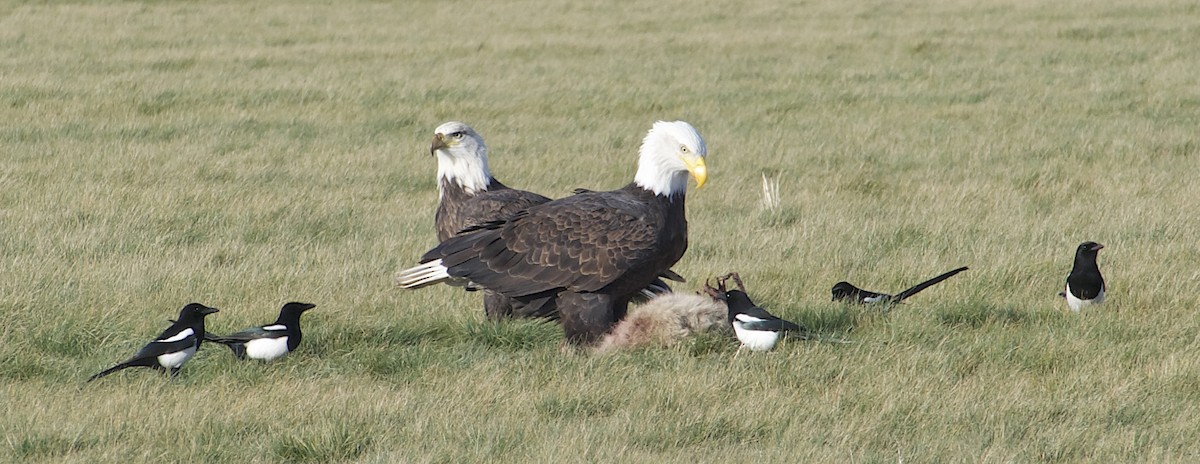 ハクトウワシ - ML646816046