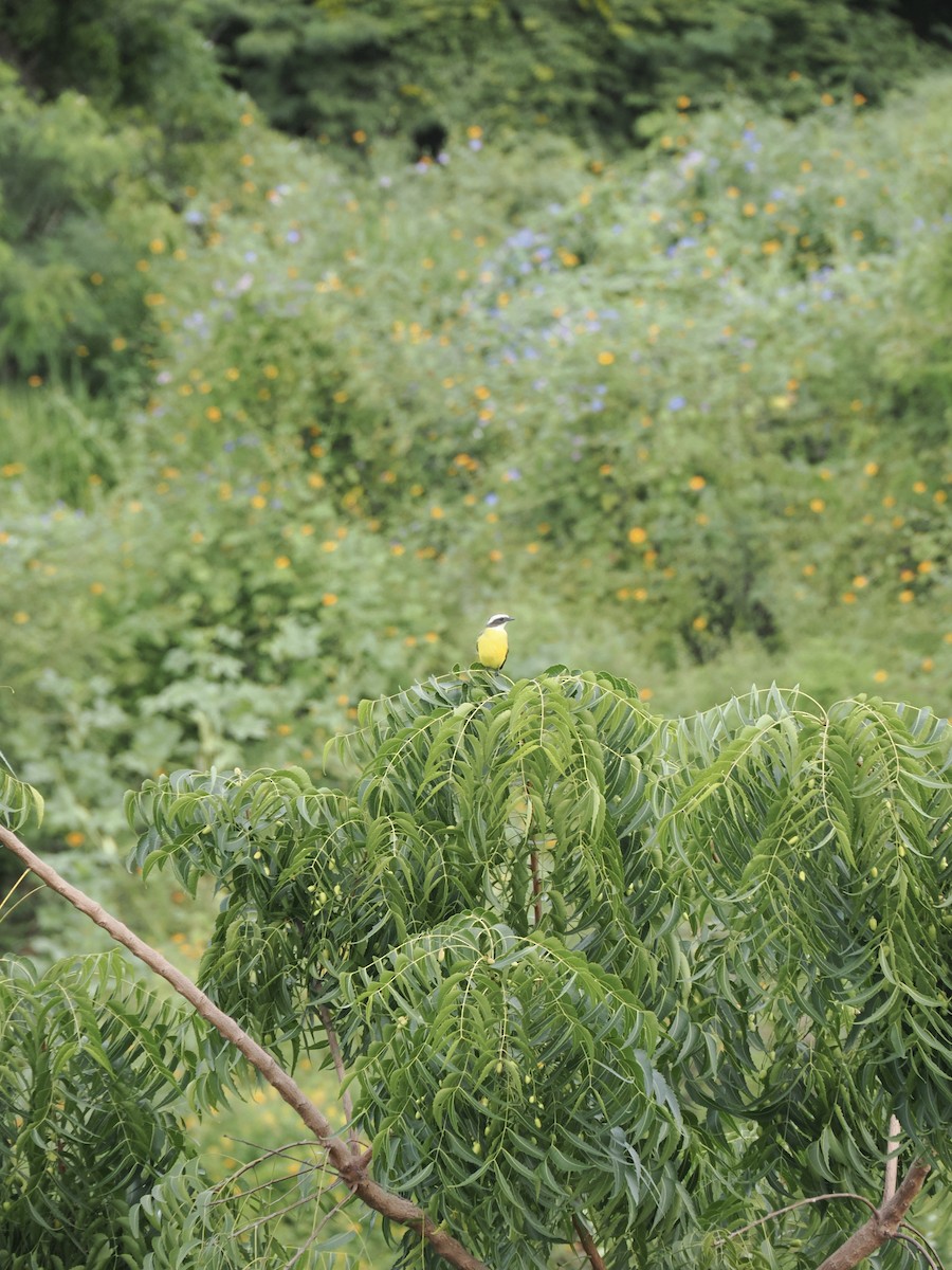 Bienteveo Sociable - ML646816047