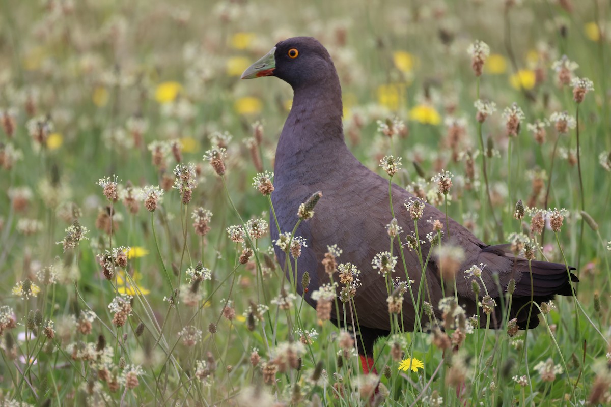 Black-tailed Nativehen - ML646816048